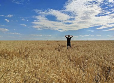 Güneşli bir günde, buğday tarlasında bir adamın arka görüntüsü.