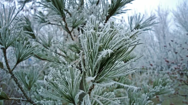 Branche Conifères Couverte Givre — Photo