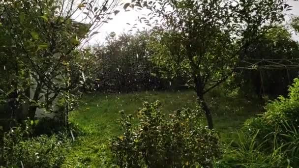 Piogge Abbondanti Cadono Nel Tempo Soleggiato Ventoso Giardino — Video Stock