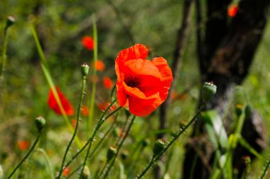 Tarlada haşhaş çiçeği
