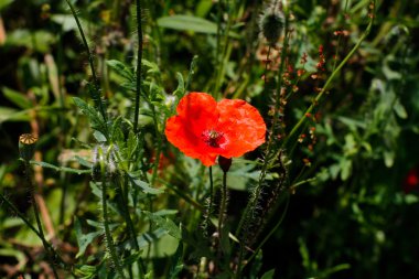 Tarlada haşhaş çiçeği