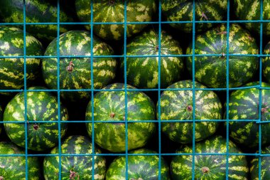 Background of green watermelons in cage clipart
