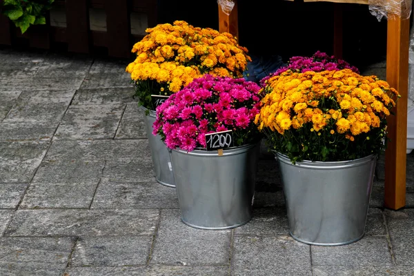 Oranje en roze chrysanten in een ijzeren emmers — Stockfoto