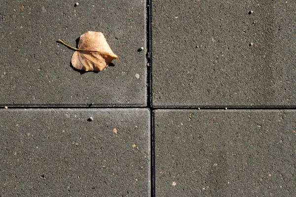 Yellow leaf on grey asphalt — Stock Photo, Image