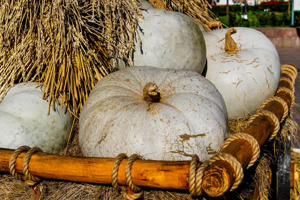 Las calabazas en el carro —  Fotos de Stock