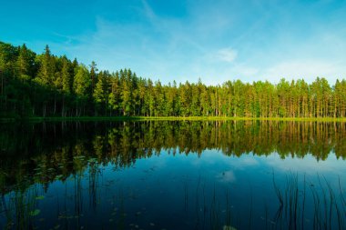 Rusya Federasyonu, Karelia 'da bir ormanın yakınında bir göl.