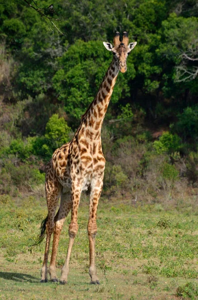 Žirafa v národním parku Arusha, Tanzanie, Afrika — Stock fotografie