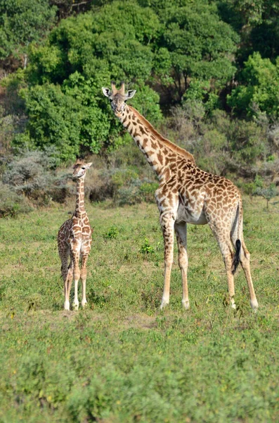 Žirafa v národním parku Arusha, Tanzanie, Afrika — Stock fotografie