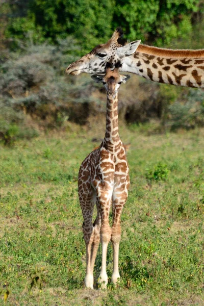 Girafa no Parque Nacional de Arusha, Tanzânia, África — Fotografia de Stock