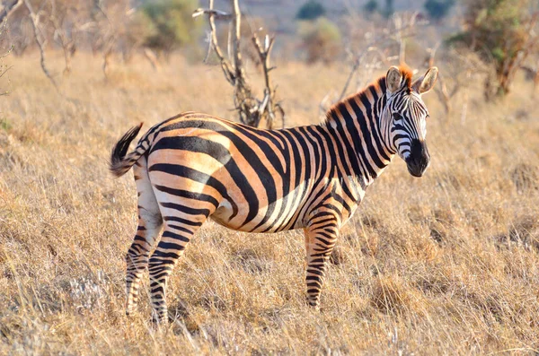 Pasení zebry v národním parku TSAVO, Keňa — Stock fotografie
