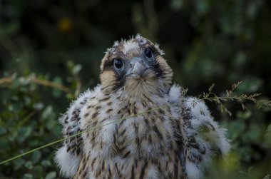 Peregrine Şahini