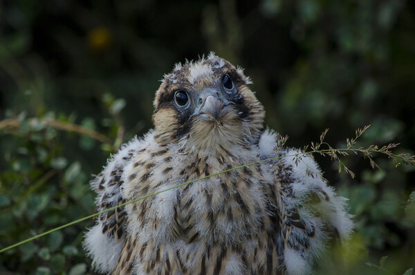 Peregrine falcon