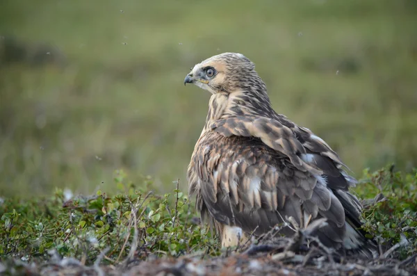pürüzlü bacaklı Şahin