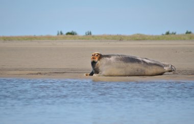 Deniz hayvan - mühür