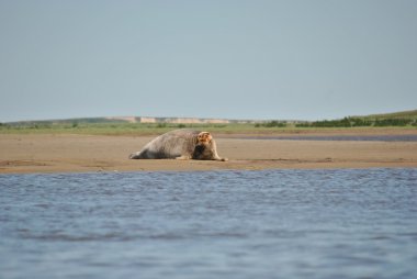 Deniz hayvan - mühür