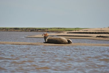 Deniz hayvan - mühür