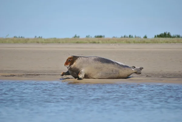 Deniz hayvan - mühür