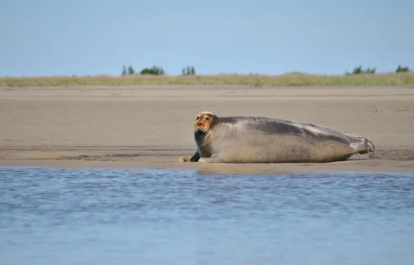 Deniz hayvan - mühür