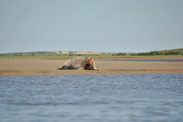 Deniz hayvan - mühür
