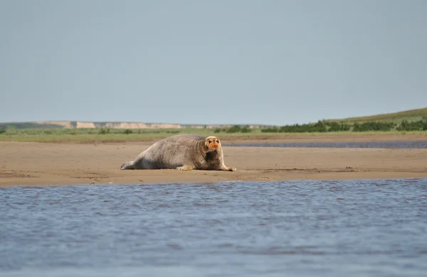 Deniz hayvan - mühür
