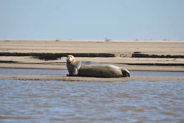 Deniz hayvan - mühür