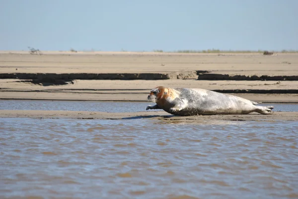 Deniz hayvan - mühür