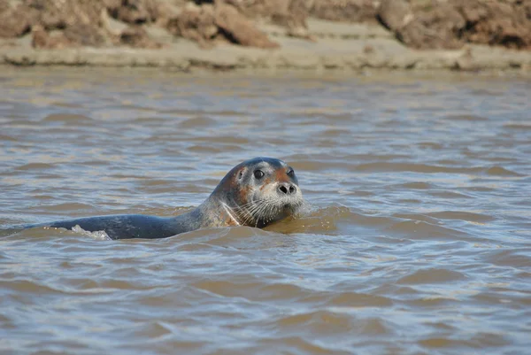 Animale marino - foca — Foto Stock
