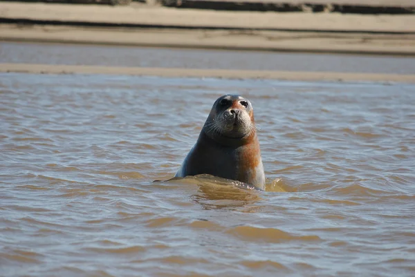 Animal marinho - foca — Fotografia de Stock