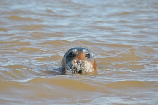 Deniz hayvan - mühür