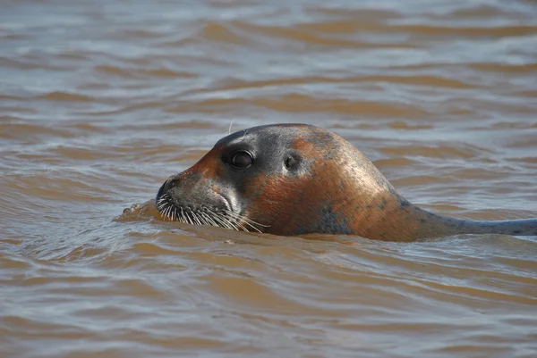 Морское животное - тюлень — стоковое фото