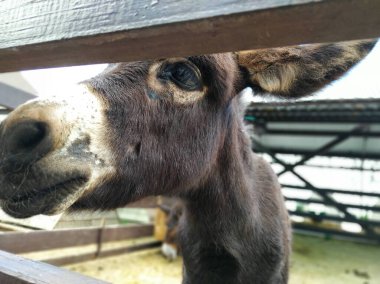 Peynir mandırasındaki hayvanlar.