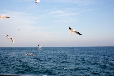 Martılar denizin üzerinde uçuyor.