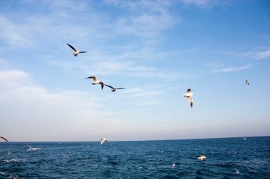 Martılar denizin üzerinde uçuyor.