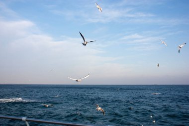 Martılar denizin üzerinde uçuyor.