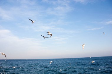 Martılar denizin üzerinde uçuyor.