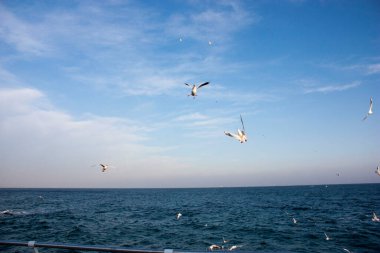 Martılar denizin üzerinde uçuyor.