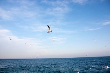 Martılar denizin üzerinde uçuyor.