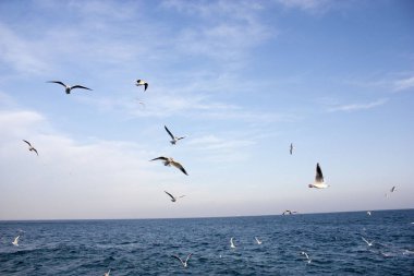 Martılar denizin üzerinde uçuyor.