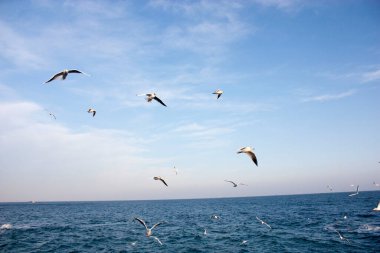 Martılar denizin üzerinde uçuyor.