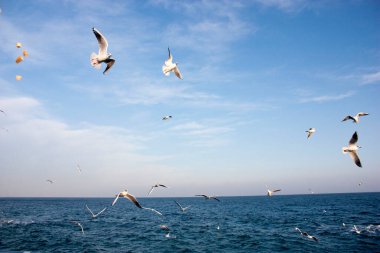 Martılar denizin üzerinde uçuyor.