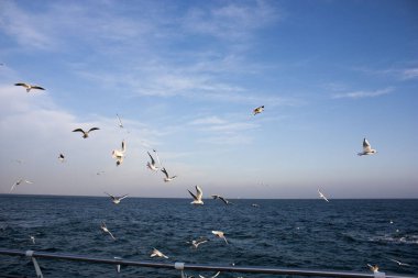 Martılar denizin üzerinde uçuyor.