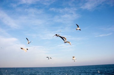 Martılar denizin üzerinde uçuyor.