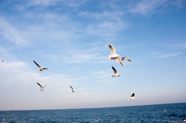 Martılar denizin üzerinde uçuyor.