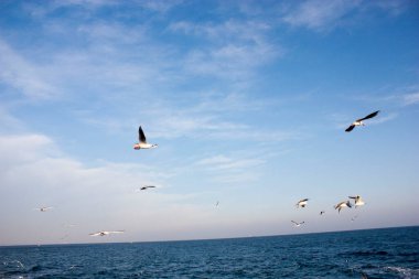 Martılar denizin üzerinde uçuyor.