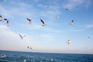 Martılar denizin üzerinde uçuyor.