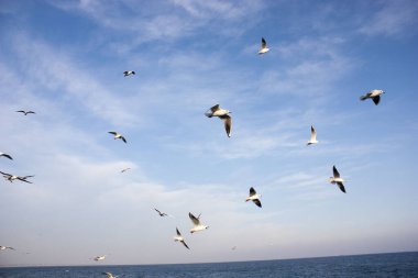 Martılar denizin üzerinde uçuyor.