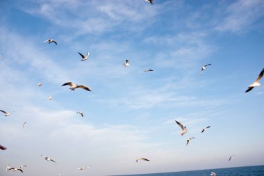 Martılar denizin üzerinde uçuyor.