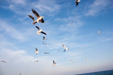 Martılar denizin üzerinde uçuyor.