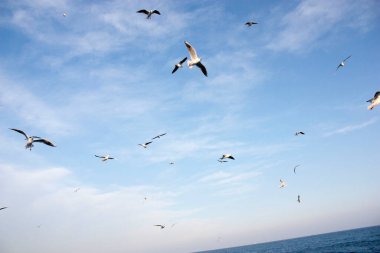 Martılar denizin üzerinde uçuyor.