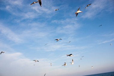 Martılar denizin üzerinde uçuyor.